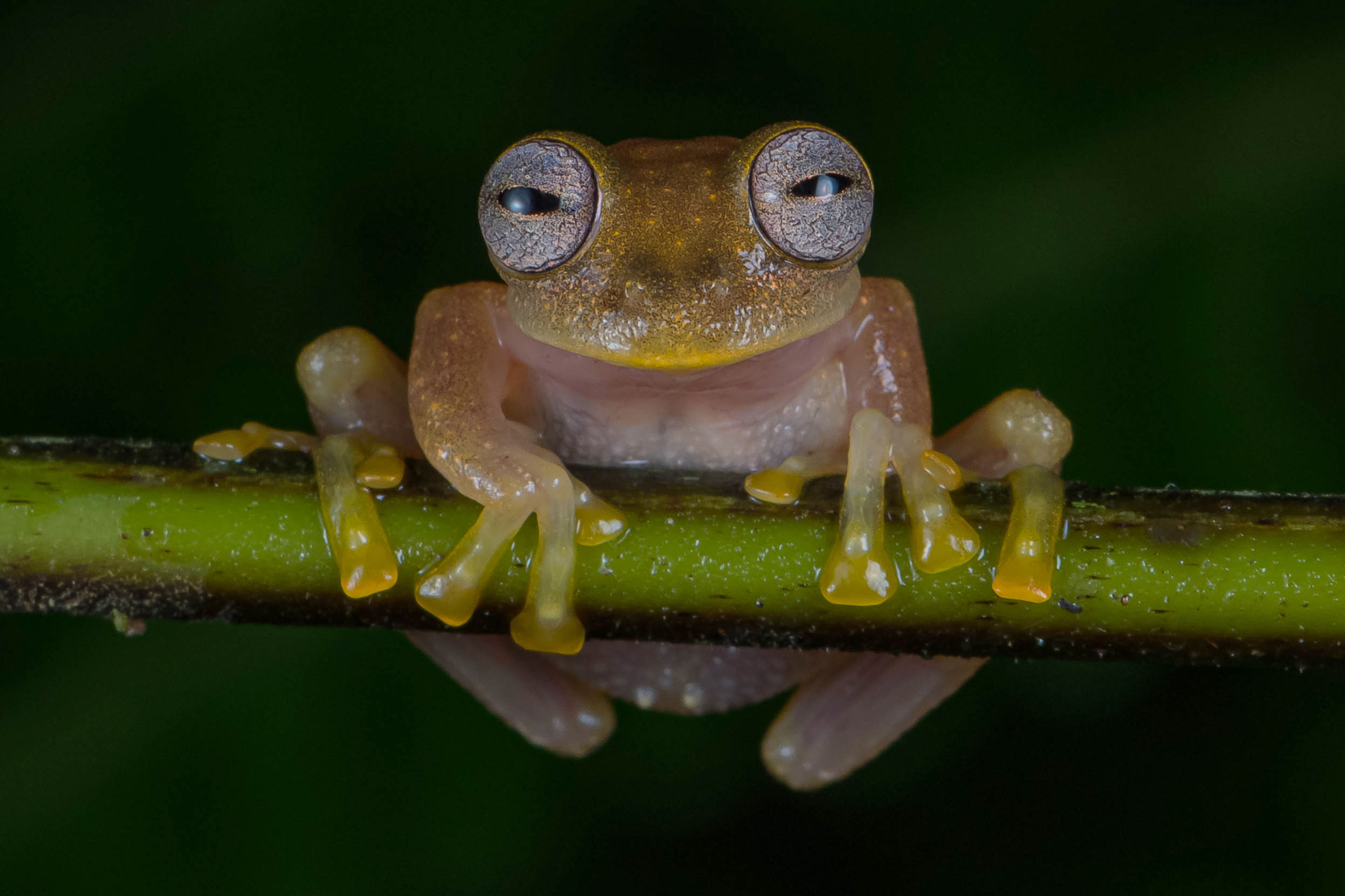 Nymphargus rosada .jpg